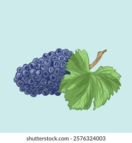 Scenic vector illustration of blue grapes. Beautiful template for design and scrapbooking