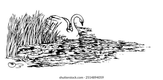 Scenic view wood cute rural light bill beak neck pet walk rest morn stream wave reed plant leaf text space. Outline black ink hand drawn old village idyll even fly fauna retro cartoon line art style
