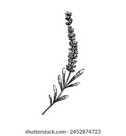 scent lavender hand drawn. garden herb, aroma essential, oil calming scent lavender vector sketch. isolated black illustration