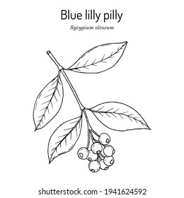 Scented satinash or blue lilly pilly (Syzygium oleosum), edible and ornamental plant. Hand drawn botanical vector illustration