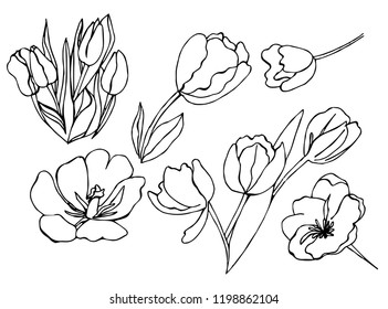 Scetch vector illustration with tulip flowers on white background. Executed in doodle style. Very useful in design