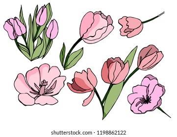 Scetch vector illustration with tulip flowers on white background. Executed in doodle style. Very useful in design