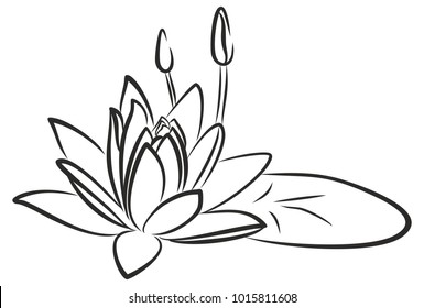 Scetch Of Water Lilly