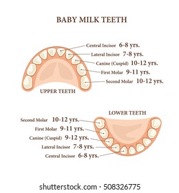 Schedule of teething.