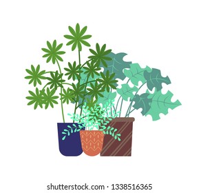 Schefflera greenery of greenhouse vector, types of flora in pots flat style, domestic decoration. Star shaped leaves of flower growing in flowerpot