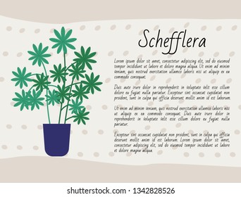 Schefflera growing in pot vector, domestic plant in container with soil, botany and floral decoration of home, poster with info text about botany kind