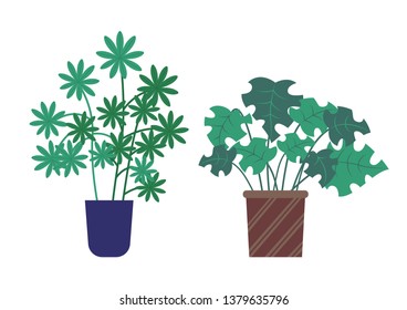 Schefflera growing in pot vector, plants with green foliage and leaves. Floral decoration for home, petals and herbal elements, ornaments on flowerpots