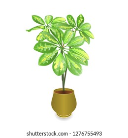 Schefflera plant in pot (Schefflera arboricola, dwarf umbrella tree)on white background for interior design vintage vector illustration editable hand draw