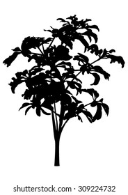 Schefflera plant - tree - black silhouette - illustration