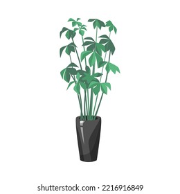 Schefflera in vase flat vector illustration. Indoor houseplant in pot, umbrella plant in flowerpot isolated on white background. Nature, urban jungle concept