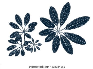 Schefflera.Tropical collection. Botanical hand drawn illustration. Template design for sail, wedding save date, envelope, valentine, for party, holiday decor. Collection of sketch object.