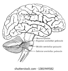 Schema showing the connections of the several parts of the brain, vintage line drawing or engraving illustration.