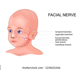 schematic anatomy of the facial nerve