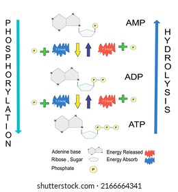 Schematic Of ATP Hydrolysis Cycle Chemical Education 