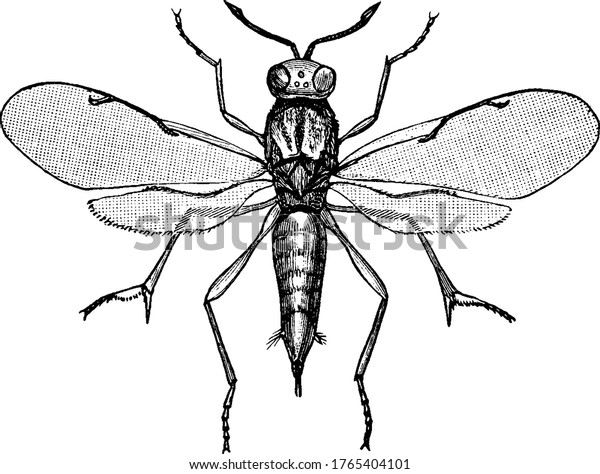 Schematic Chalcid Wasp Tiny Minute Metalliccolored Stock Vector 