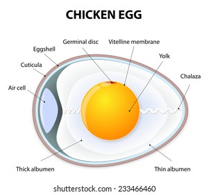 Schematic of a chicken egg. Illustration showing the bird egg anatomy.