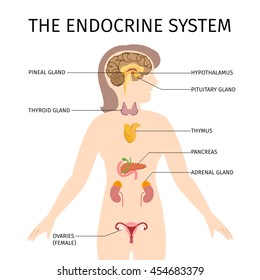 Schematic colorful vector illustration of endocrine system in flat style