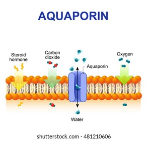 Schematic depiction of water molecule movement through of the aquaporin channel.