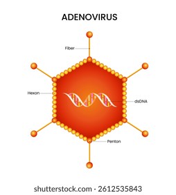 Schematic Diagram of Adenovirus Structure