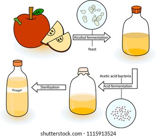 Schematic diagram for cider vinegar fermentation