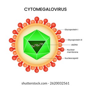Schematic Diagram of Cytomegalovirus Structure