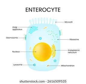 Schematic Diagram of Enterocyte Structure