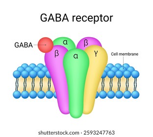 Schematic Diagram of GABA receptor