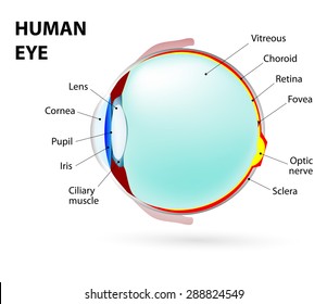 Schematic Diagram Of The Human Eye