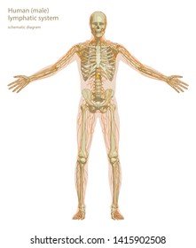 Schematic diagram of human lymphatic system. Vector illustration