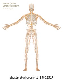 Schematic diagram of human lymphatic system. Vector illustration