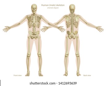 Schematic Diagram Of Human Skeleton With Body Silhouette. Front And Back Views. Vector Illustration