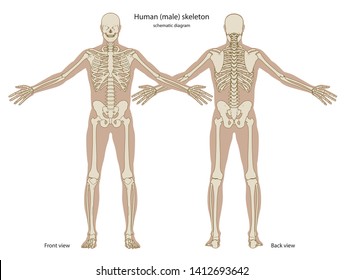 Schematic Diagram Human Skeleton Body Silhouette Stock Vector (Royalty ...