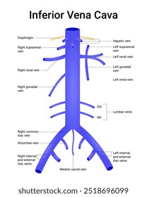 Diagrama esquemático da veia cava inferior