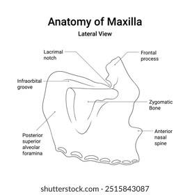 Diagrama esquemático da visão lateral maxila em estilo de linha