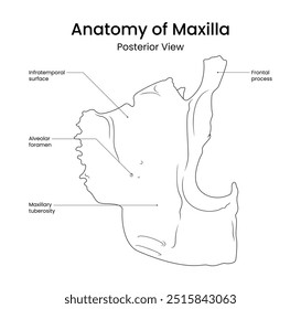 Schematic Diagram of Maxilla Posterior View in Line Style