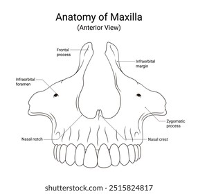 Schematic Diagram of Maxillary Anterior View in Line Style