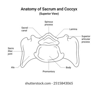 Diagrama esquemático do sacro e da vista superior do cóccix no estilo da linha