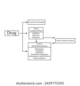 Schematic diagram showing phases I, II drug metabolism and excertion - via CYP45- and transferase reactions. Pharmacological process illustration.