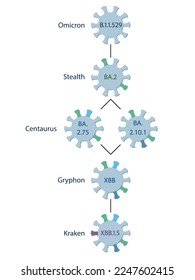 A schematic diagram shows the origin and evolution of a subvariant XBB.1.5 which is a relative of XBB variant, which in turn is a recombinant of BA.2.75 and BA.2.10.1. Omicron sublineages.