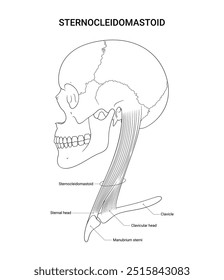 Schematic Diagram of Sternocleidomastoid Cervical Muscle in Line Style