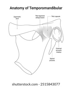 Schematic Diagram of Temporomandibular Bone Structure in Line Style