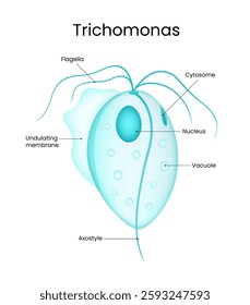 Schematic Diagram of Trichomonas Vaginalis