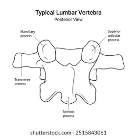 Schematische Darstellung der typischen Lendenwirbelhinteransicht im Linienstil