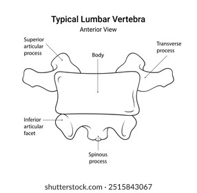 Diagrama esquemático de la vértebra lumbar típica Vista anterior en estilo de línea