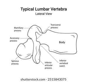 Diagrama Esquemático da Vértebra Lombar Típica Visão Lateral em Estilo de Linha