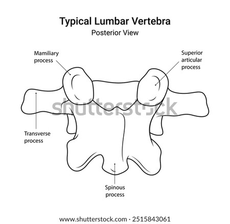 Schematic Diagram of Typical Lumbar Vertebra Posterior View in Line Style