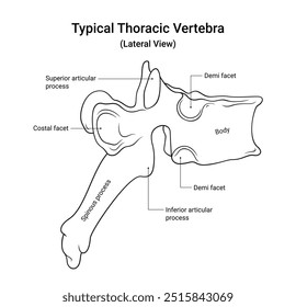 Diagrama esquemático da vértebra torácica típica em estilo de linha