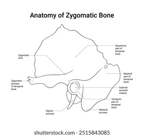 Schematic Diagram of Zygomatic Bone Structure in Line Style