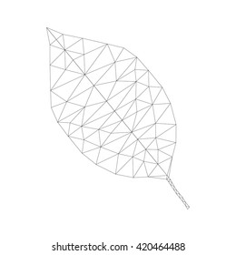 Schematic drawing of a leaf of the tree