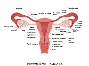 Schematic Drawing Showing The Internal Organs Of The Female Reproductive System. Vector Realistic Medical Illustration With Detailed Explanation. Frontal View In A Cut.